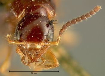 Media type: image; Entomology 34095   Aspect: head frontal view